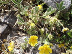 Potentilla cinerea