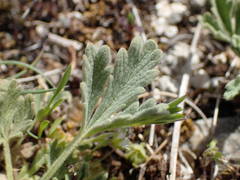 Potentilla cinerea
