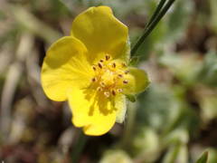 Potentilla cinerea