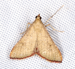 Endotricha ignealis
