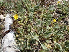Potentilla cinerea