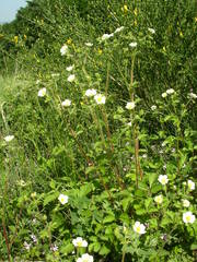 Drymocallis rupestris