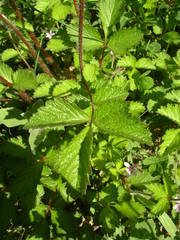 Drymocallis rupestris