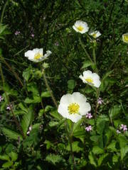 Drymocallis rupestris