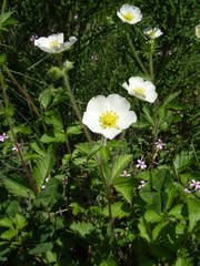 Drymocallis rupestris