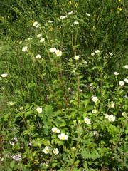 Drymocallis rupestris