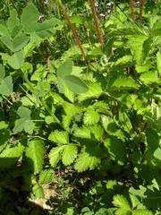 Drymocallis rupestris