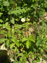 Drymocallis rupestris