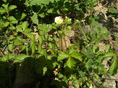 Drymocallis rupestris