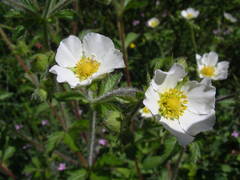 Drymocallis rupestris