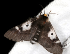 Nataxa flavescens