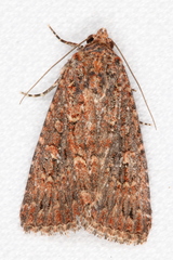 Hypoperigea tonsa