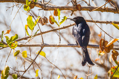 Dicrurus adsimilis fugax