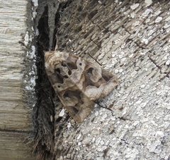 Chrysorithrum flavomaculata