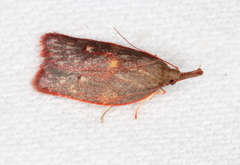 Enchocrates glaucopis