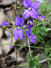 Stylidium pritzelianum