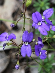 Stylidium pritzelianum