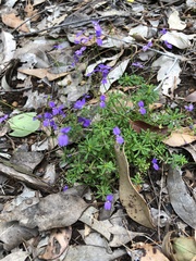 Stylidium pritzelianum