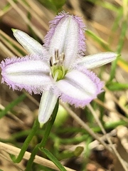 Thysanotus patersonii