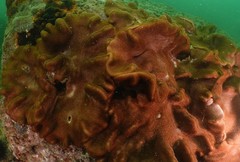 Lobophytum hsiehi
