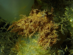 Dendronotus lacteus