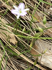 Thysanotus patersonii