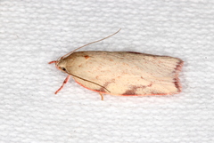 Euchaetis inceptella