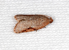 Meritastis piperata