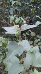 Azanza lampas