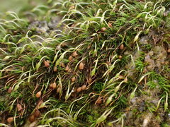 Blindiadelphus recurvatus