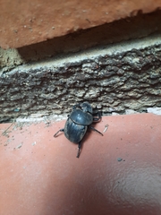 Kheper