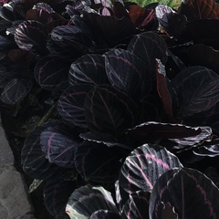 Goeppertia roseopicta