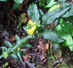 Aureolaria virginica