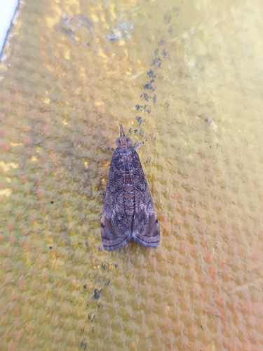 Noorda blitealis