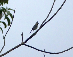 Machlolophus aplonotus