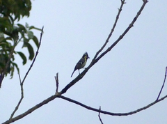 Machlolophus aplonotus