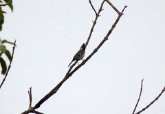 Machlolophus aplonotus