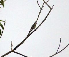 Machlolophus aplonotus