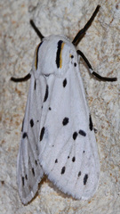 Ectypia bivittata