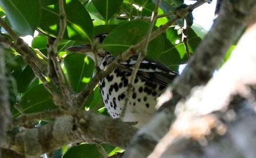 Spotted Ground Thrush (Geokichla guttata), photo 6