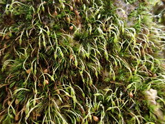 Blindiadelphus recurvatus