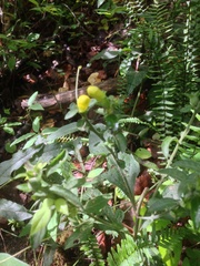 Aureolaria virginica