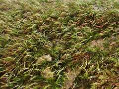 Blindiadelphus recurvatus