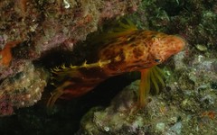 Cirrhitichthys aprinus