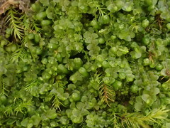 Jungermannia atrovirens