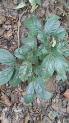 Diospyros sylvatica