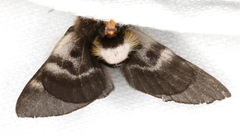 Nataxa flavescens