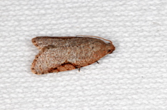 Meritastis piperata