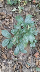 Diospyros sylvatica