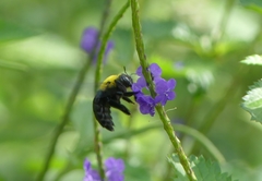 Xylocopa ruficornis